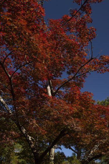 紅葉